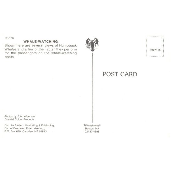 Postcard Whale-Watching humpback whales Splashing Around a breathing in air - Picture 2 of 2